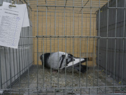 XIV Concurso Exposición de Palomas de Raza en Mula 2024